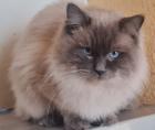 Ragdoll Nachwuchs zuckersüß