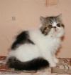 Wir haben wunderschöne Exotic Kitten