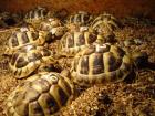 Griechische Landschildkröten THB NZ 2022