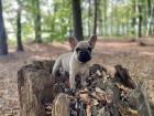 Süße Französische Bulldoggen Auszugsbereit