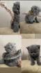 5 Kitten zum Verkauf Scottish Fold/ BKH