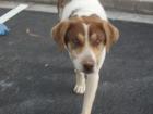 Sotiris es ist beschämend mit wie wenig ein Streunerhund zufrieden ist