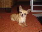 Chihuahua Hündin Kurzhaar hellbeige 3 Jahre