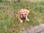 Kleiner Balu sucht ein tolles Zuhause