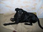 Labrador-schäferhund mix zu verkaufen