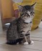 Nala - sucht dringend ein Zuhause aus dem Tierschutz / gechipt geimpft