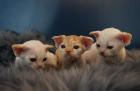 Devon rex Babys die Eltern sind getestet auf gen Erbkrankheiten