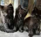 Maine Coon Babys - ModeraterTyp fast 3 Monate alt.