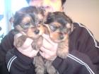Süße Yorkshire Terrier Wepen mit Papieren golddust spalter 1Rüde und 1Hündin