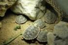 Spaltenschildkröten Malacochersus tornieri NZ 2022