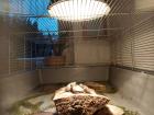 Emys orbicularis Nachzucht 2022