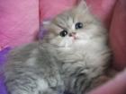 Bezaubernde Perserkater blue golden tabby 8 5 Wochen alt mit Stammbaum super ver