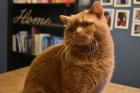 Deckkater BKH Cinnamon ticked streifenfrei