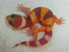 Leopardgeckos aus 2022 von MT-Reptilez