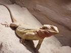 Bartagame Red Fire weiblich ca. 6 Jahre alt