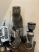 Scottish Fold 4 Jahre alt