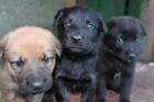 Mischlingswelpen Schäferhund/ Labrador