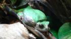 Beutelfrösche Gastrotheca riobambae