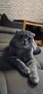 Deckkater SF/BKH mix Kater