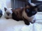 Siamkatze Seal Old Style Siamese Thai