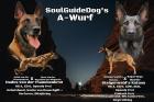 Malinois Welpen SoulGuideDogs X-Mechelaar