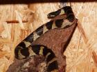 0 1 Lampropeltis getula californiae DNZ 2022