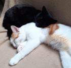 Bagheera Smokey suchen dringend ein Zuhause aus dem Tierschutz / gechipt