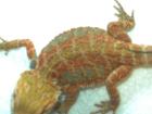 Farbbartagame Red/Cirus 100 Hypos