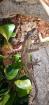Rhacodactylus. auriculatus Gargoylegecko
