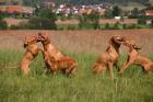 Magyar Vizsla Welpen