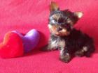 Luxus Yorkshire Terrier