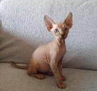 Don Sphynx Kitten