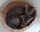 Piko und Keksi - suchen dringend ein Zuhause aus dem Tierschutz / gechipt ge