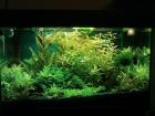 Suche Garnelen -