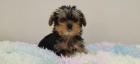 Yorkshire Terrier Welpen suchen ein Zuhause.