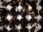 Argentinische Waldschaben - Blaptica dubia