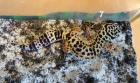 Leopardgeckos Eublepharis macularius paarweise abzugeben
