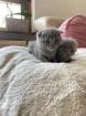 Bkh Scottish Fold Kitten