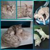 Snow bengal kitten auch zucht