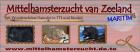 Hamsterzucht München van Zeeland 8 Gold- und Teddyhamsterbabys aus aktuellem