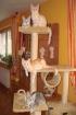 4 Main Coon Mix Kitten 12 Wochen alt suchen neues Zuhause
