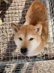 Kiwaki - Shiba Inu Mischling - freundlich verträglich
