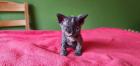 Selkirk Rex - superflauschig bis lockig -sucht Dich Luna