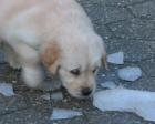 Bildhübsche Golden Retriever Welpen aus liebevoller Familienaufzucht