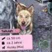 Tallulah - verspielt freundlich und total lieb