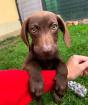 Brownie - lieb verspielt aktiv