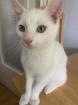Katzenbabys Van Katze Main Coon Mischling
