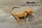 Leopardgeckos Kronengeckos und Orchidennmantis abzugeben