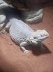 Bartagame -Hypo Zero female / weiblich