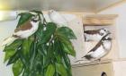 Schau Zebrafinken Gürtelgrasamadinen und Jap. Mövchen